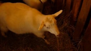 Коза как долго в запуске!