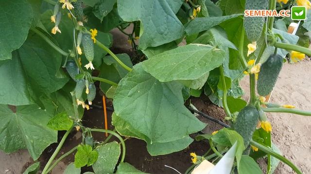 Огірок Кібрія F1 (Rijk Zwaan) Культура в полі смотреть онлайн