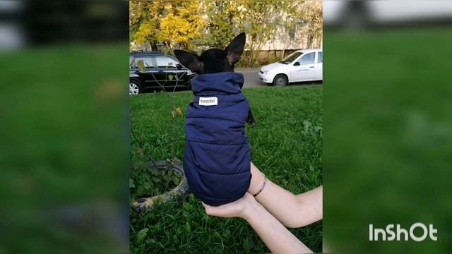 Жилетка для собак с Алиэкспресс
