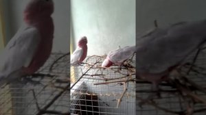 ПОПУГАЙ  розовий какаду ГАЛА