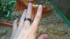 ЧТО БУДЕТ ЕСЛИ УКУСИТ ГЕККОН? Очень быстрая экскурсия!