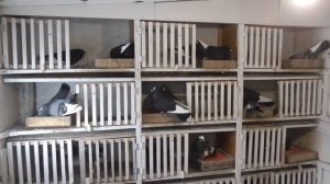 Курские голуби. Начало нового сезона.