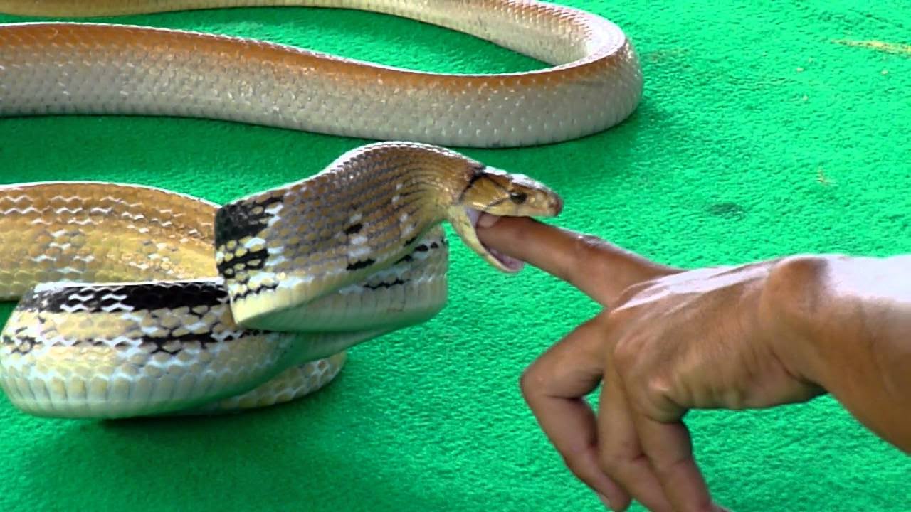 Все ядовитые змеи тайланда