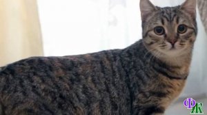 - Мам, нам НУЖНА своя КОШКА! А вдруг, я заболею Она будет меня лечить! - решительно заявила девочка