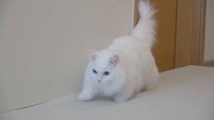 Kneading Challenge! Cats on a Memory Foam Mat! | Kittisaurus