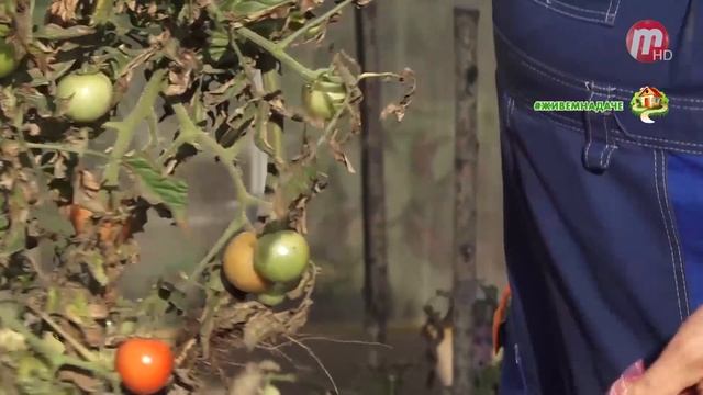 Во саду ли, в огороде 28.08.2020 смотреть онлайн