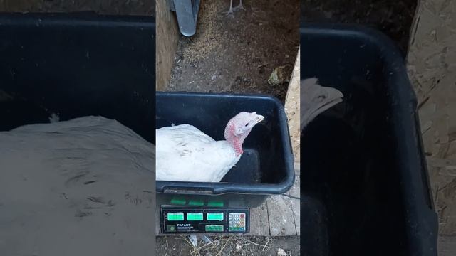 Взвешиваем Индюков в 2 месяца. Индюки 2023! смотреть онлайн