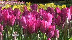 Tulip Night Club - Tulip Bulbs from Holland