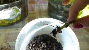 самый простой и эффективный способ укоренения черенков пеларгонии (герани)!