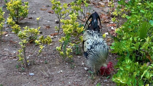 "Колосок" по мотивам украинской народной сказки смотреть онлайн