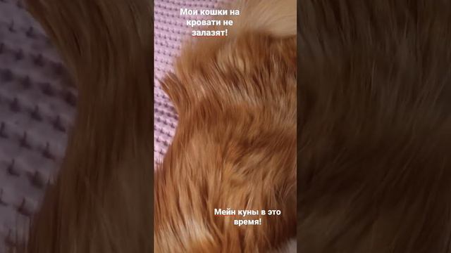 что делают мейн куны пока вы работаете! #мейнкункотята #мейнкуны смотреть онлайн