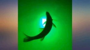 Green Blob Outdoors New Underwater LED Fishing Light 15000 Lumens 12V Battery review