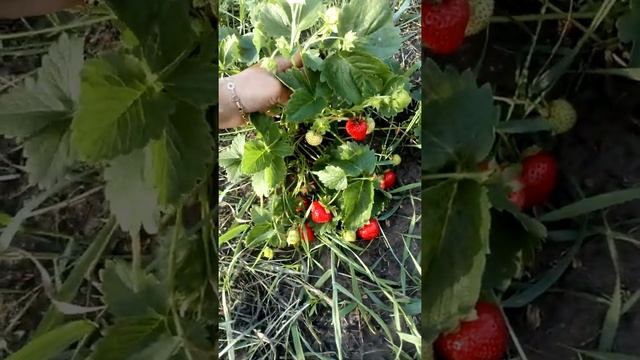 Ягода на ремонтантном сорте клубники Флорентина Ферма "Омская Ягода" смотреть онлайн