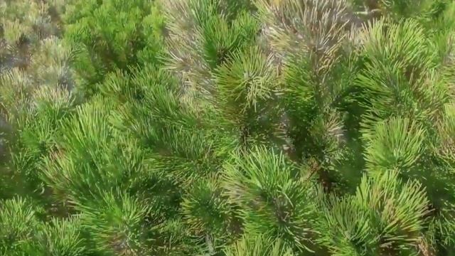 Havasi törpefenyő (Pinus mugo var  mughus) - videó képekben смотреть онлайн