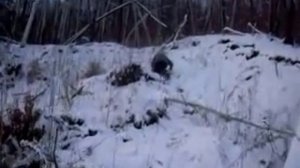 Ахота на дубовые веники в Амгуне!!!!