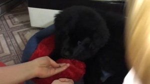 Банхар: начало