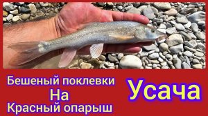 Бешеные-поклёвки-Усача-приманка-красный-опарыш.mp4