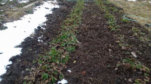 Клубника садовая.Все секреты посадки,ухода  за клубникой.