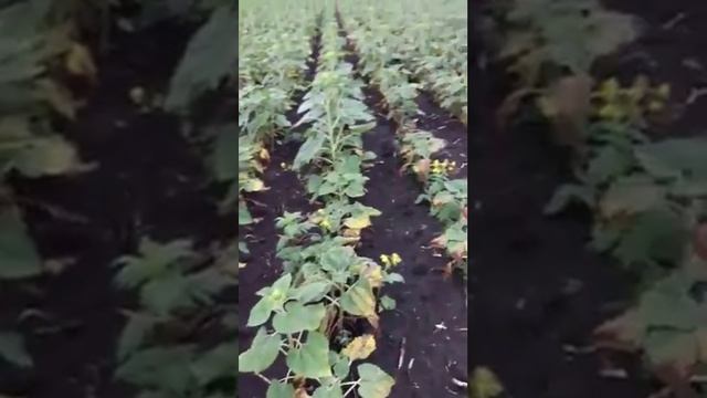 Подсолнух.Результат после применения ЕВРОЛАЙТИНГА( ЕВРО- ЛАЙТНИНГА ) смотреть онлайн