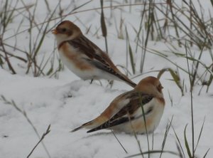 Пуночка, наблюдение птиц в Великом Новгороде, 28 октября 2023