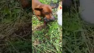 Цвергпинчер#поймал крысу#охотник#на даче#добытчик еды