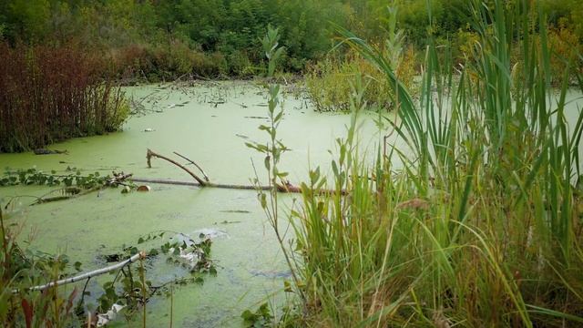 Живое озеро в ЖК "Эволюции" смотреть онлайн