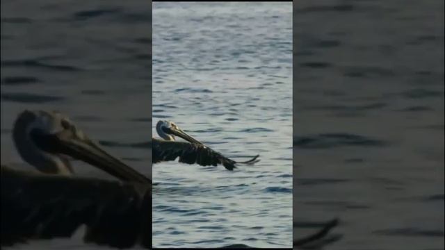 Галапагосские острова Природа. Galapagos Islands ? Nature