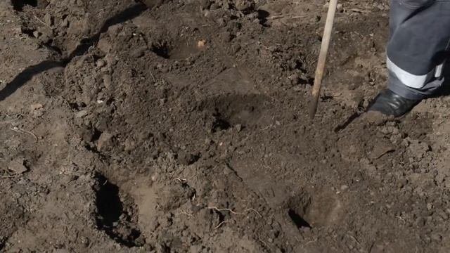 Легкий и быстрый способ посадки картофеля