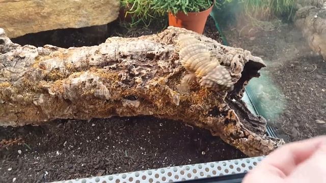 Ouroborus cataphractus смотреть онлайн