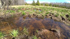 Прогулка в лес 13мая 2018г. Пермь.