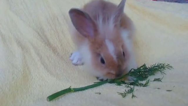 Карликовый декоративный пушистый кролик!!! смотреть онлайн