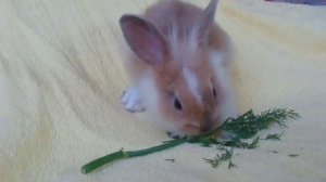 Карликовый декоративный пушистый кролик!!!