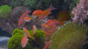 7 Most beautiful reef tanks on youtube