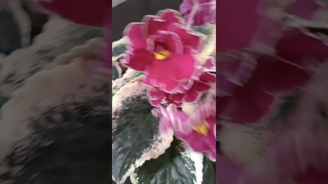 Два сорта фиалок обзор. смотреть онлайн