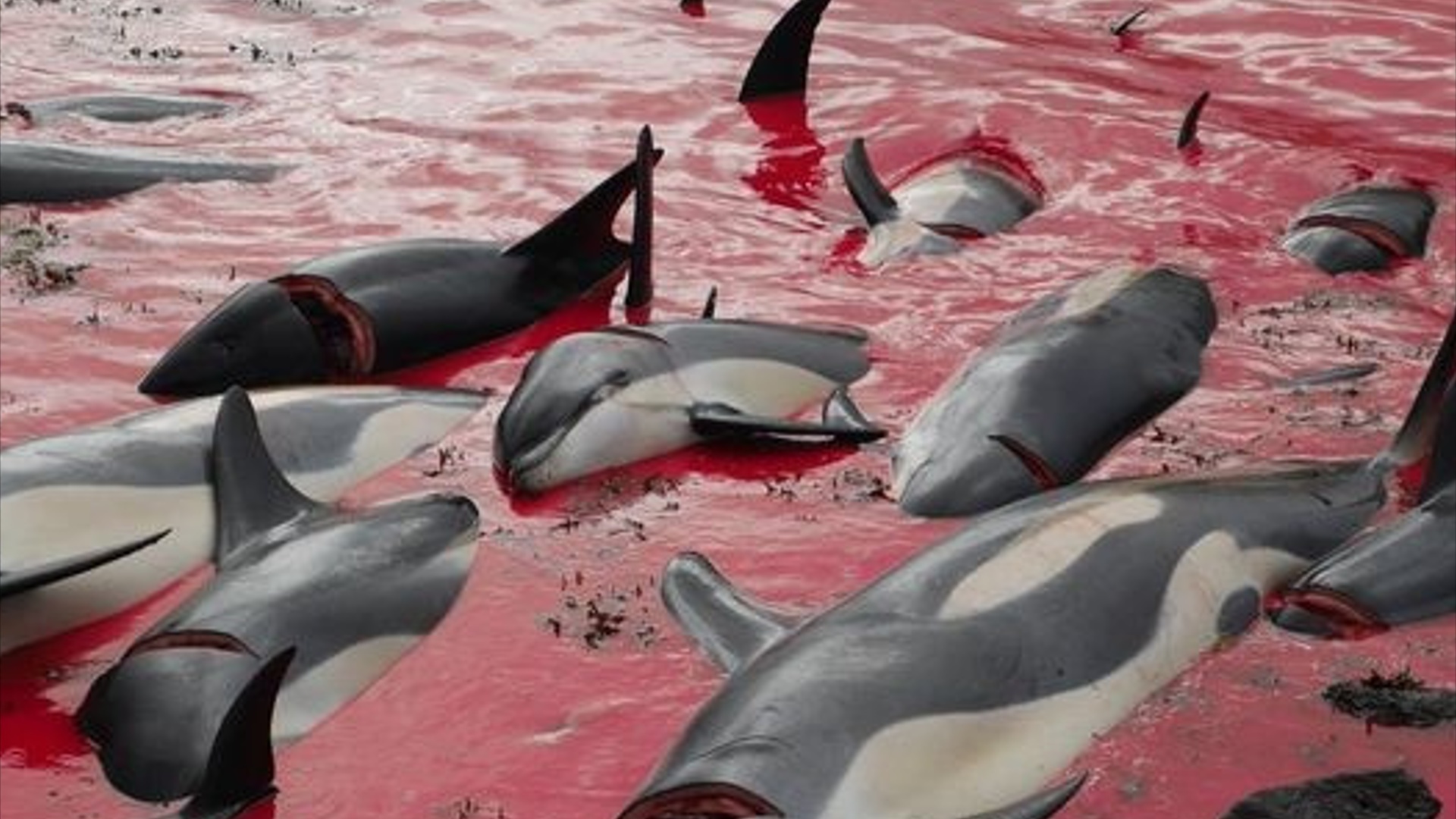 Чудовищное убийство дельфинов, море крови и страшный ритуал.mp4