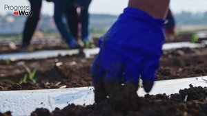 Всегда Кладите Это В Лунку При Посадке Клубники Осенью В Сентябре И Ягод Будет Море!