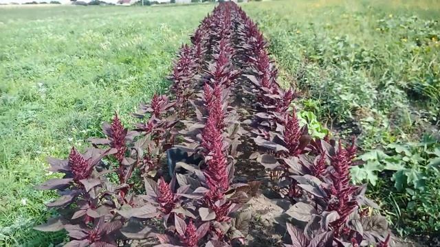 Собираю амарант на чай