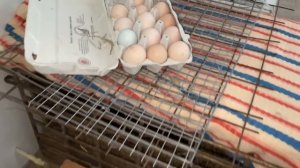 Каждый день новая квочка
