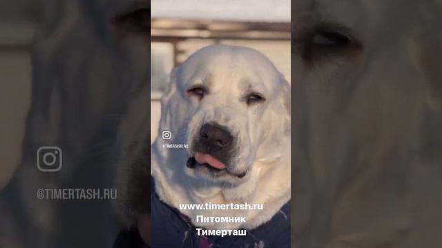 ТИМЕРТАШ ПРИМАДОННА (Дана) 5 лет В питомнике ведётся запись на щенков на лето осень +79048881825 смотреть онлайн