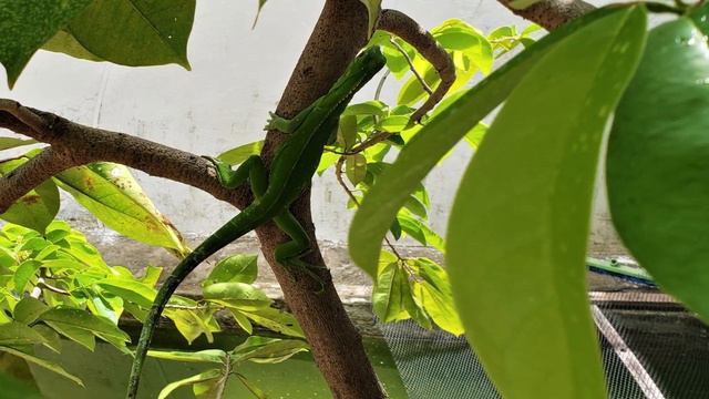 Arthur Moreira Lima - SUBINDO AO CÉU - Aristides Manuel Borges смотреть онлайн