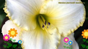 Лилейник гибридный Близард Бей. Краткий обзор, описание характеристик hemerocallis Blizzard Bay
