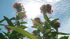 В Бийске хулиганы разоряют палисадники у многоквартирных домов (11.06.20г., Бийское телевидение)