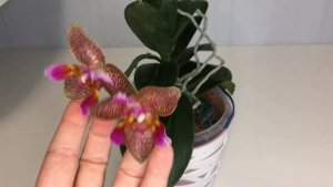 Phal. Joy Fairy Tale. Орхидея Джой Фейри Тэйл. Орхидея Сказка.