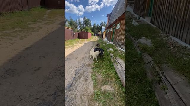 Австралийская овчарка Кони и подопечные бездомыши.Мир, дружба.