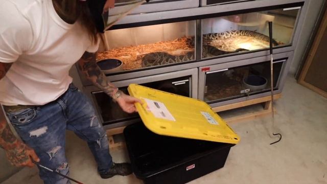 Crazy Spitting Cobras!!!