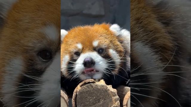 Red Panda Winks at You #animal #animals #cute #redpanda