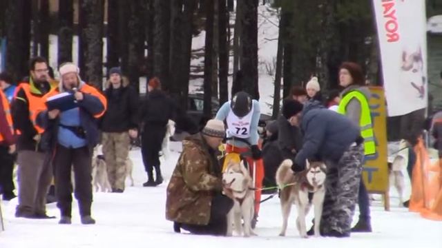 Снежная метель 2016 питомник сибирских хаски "Невский ангел"