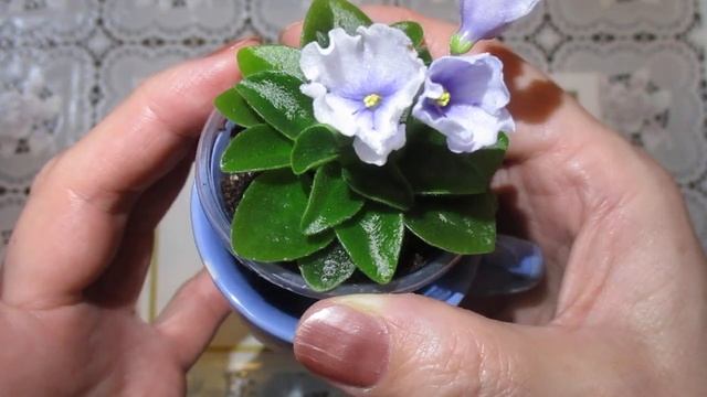 Новая цветущая мини фиалка в моей коллекции Н-Ночь Нежна.Отличительные признаки и особенности фиалк смотреть онлайн