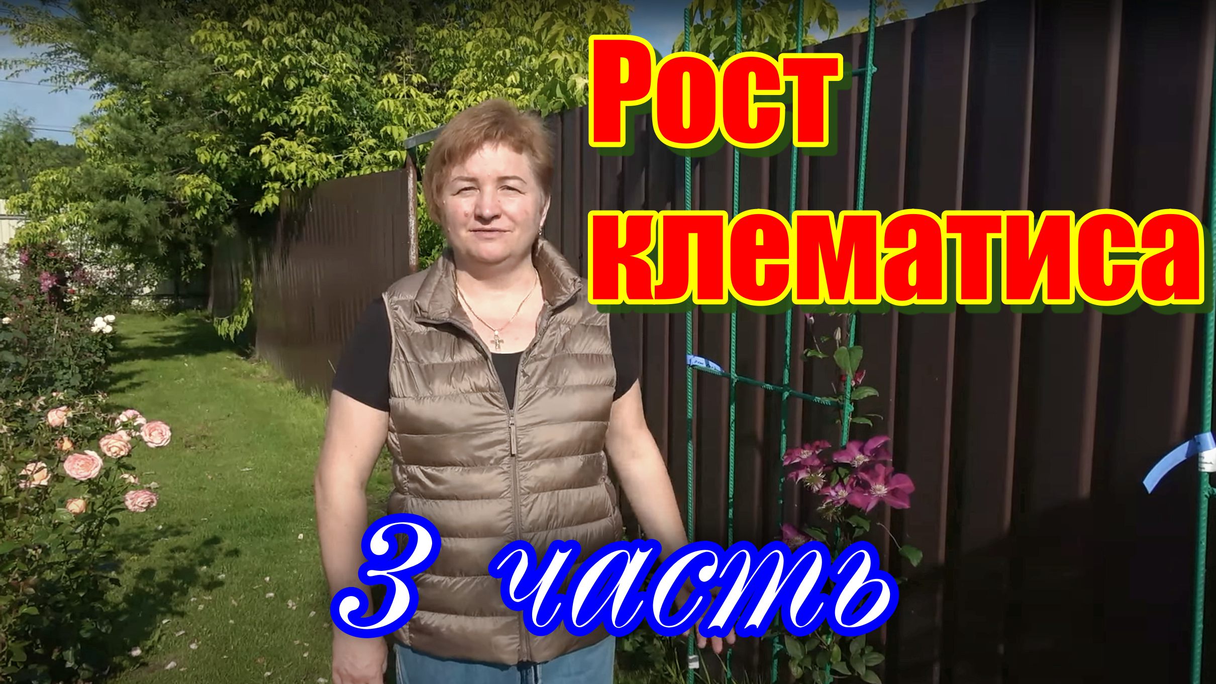 Рост клематиса часть 3