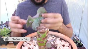 Mudas a partir do caule de echeveria gigante Dragonas